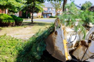 Branch removal in tractor bucket workers in the municipal utilities tree branches