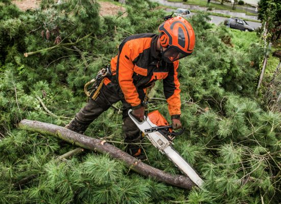 Unrecognizable lumberjack with chainsaw cutting tree branches in town.