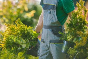 Spring Time Plants Planting. Caucasian Gardener with Two Decorative Trees in His Hands. Gardening and Landscaping Industry.